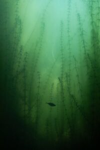 Blue Spirulina_alga